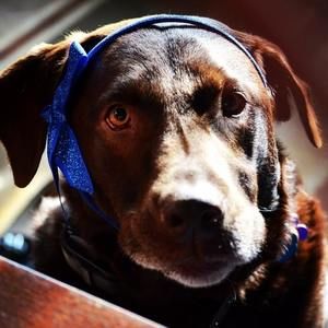 Meet your Posher, Crystal